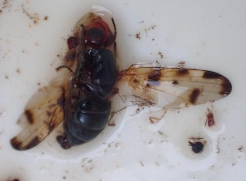 Réf. 346 688 : Melieria sp.